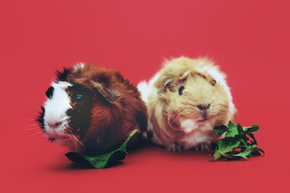 Illustration for article titled Rescue
Guinea Pigs For Sale, Guinea Pig Bedding & Cage Liners